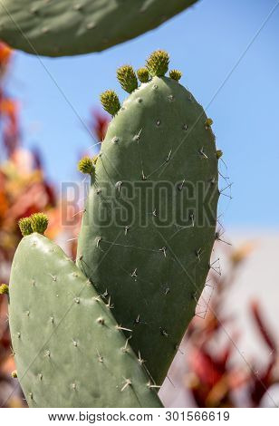 Opuntia Ficus-indica Is A Species Of Cactus That Has Long Been A Domesticated Crop Plant Important I