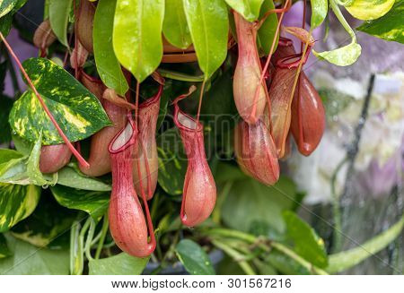 Nepenthes Also Known As Tropical Pitcher Plants
