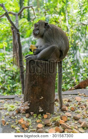 Adult Monkey Sitting On Log Eating Corn