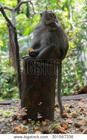 Adult Monkey Sitting On Log Eating Corn