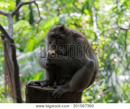 Adult Monkey Sitting On Log Eating Corn