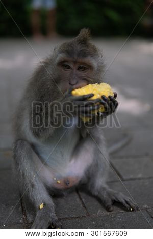Young Money Sitting On Ground Eating Corn.