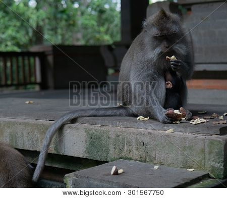Mother And Baby Monkey Sit Together At Monkey Sanctuary.