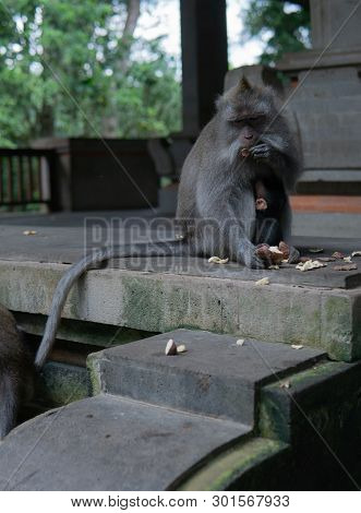 Mother And Baby Monkey Sit Together At Monkey Sanctuary.