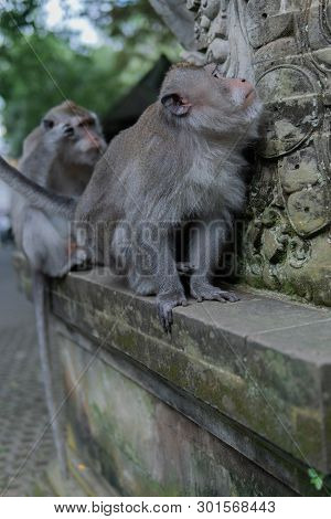 Adult Money Grooms Another Adult Monkey.