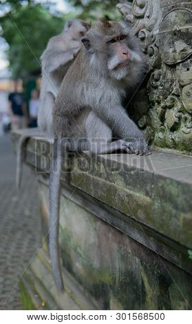 Adult Money Grooms Another Adult Monkey.