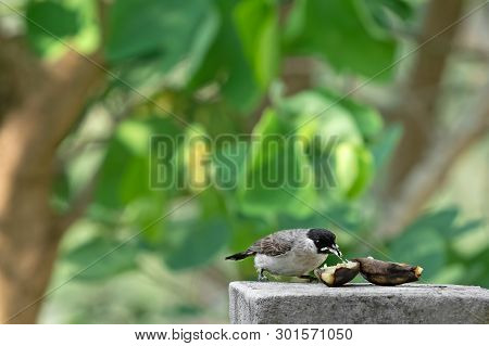 Closeup Sooty-headed Bulbul Bird Is Eating Ripe Banana Isolated On Nature Background