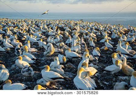 Gannet Colony At Cape Kidnappers In Hawkes Bay Near Hastings On North Island, New Zealand