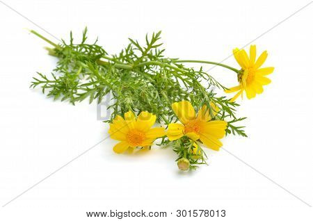 Cota Tinctoria, The Golden Marguerite, Yellow Chamomile, Or Oxeye Chamomile. Isolated