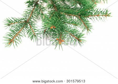 X-mas Fir Tree Branch Isolated On White Background. Pine Branch. Christmas Background