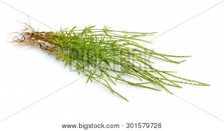 Crucianella Latifolia, Common Name Crossworts. Isolated On White