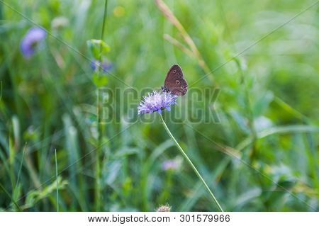 Two Little Blue Butterflies Sitting On Bright Sunny Yellow Meadow.