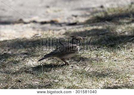 Crested Lark (galerida Cristata)