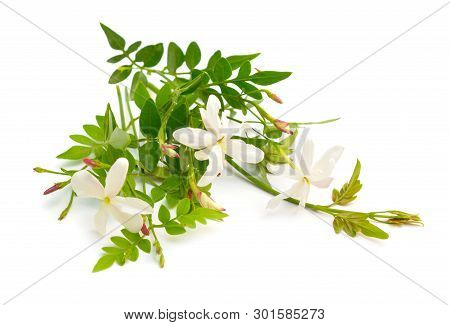 White Jasmine Or Jasminum Flowers. Isolated On White Background