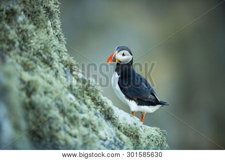 Fratercula Arctica. Norwegian Wildlife. Beautiful Picture. From The Life Of Birds. Free Nature. Rund