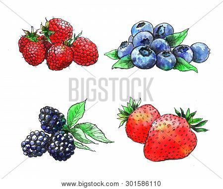 Hand Drawn Watercolor Berries On White Background