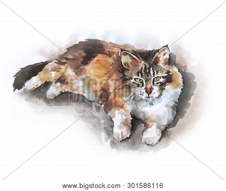 Fluffy Cute Stray Cat Lying On The Ground