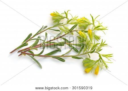 Flowering Yellow Onosma Isolated On White Background