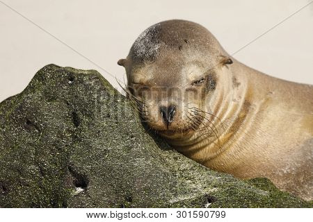 Young Galapagos Sea Lion (zalophus Wollebaeki) Resting Its Head On A Rock - Galapagos Islands