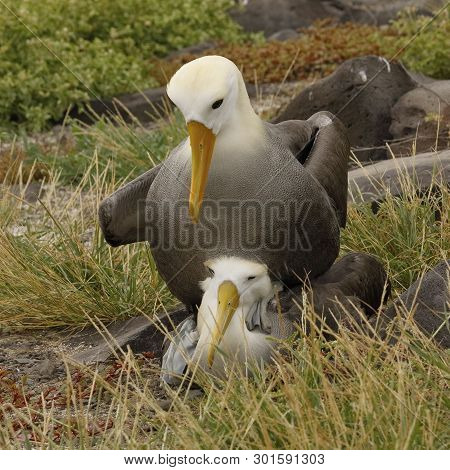 Waved Albatrosses Copulating On Esopanola Island, Their Only Breeding Location In The World - Galapa