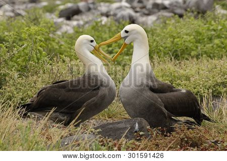 Waved Albatrosses (phoebastria Irrorata) Courting On Esopanola Island, Their Only Breeding Location 
