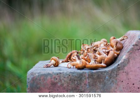 Group Of Sunlit Mushrooms - Lemon Oyster Mushroom Growing On An Old Tree Stump In The Forest.