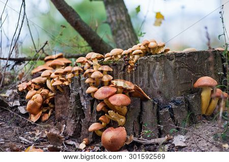 Group Of Sunlit Mushrooms - Lemon Oyster Mushroom Growing On An Old Tree Stump In The Forest.