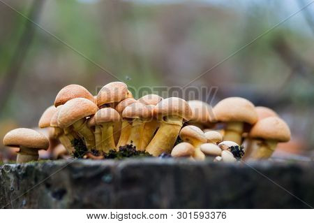 Group Of Sunlit Mushrooms - Lemon Oyster Mushroom Growing On An Old Tree Stump In The Forest.