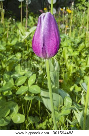Beautiful Purple Tulip Growing In The Garden