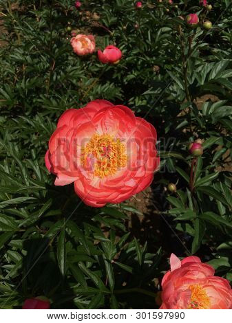 Beautiful Coral Charm peony flowers blooming in the garden