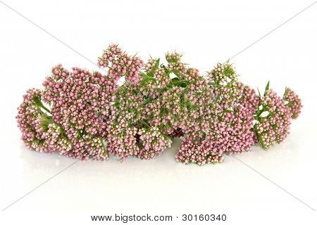 Baldrian Kräuter Blütenknospen isolated over white Background. Valeriana.
