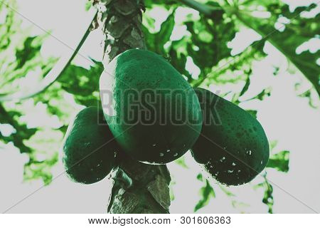 Papaya Tree With Fruits Grown On Organic Farm.