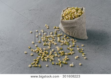 Fresh Sprouted Mung Beans In Canvas Sack And Spread On Grey Surface. Green Organic Gram For Your Hea