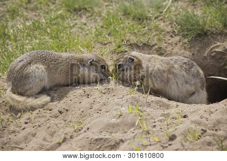 Gopher Genus  Rodents Of The Squirrel Family. Two Gophers Eat Food Near The Burrow.