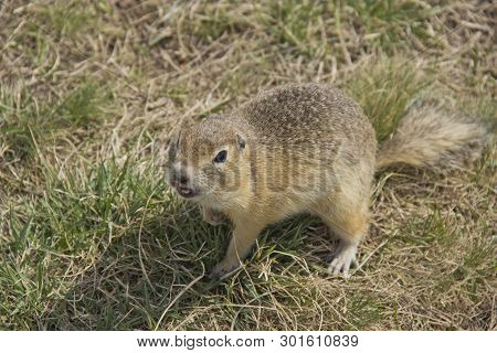 Gopher Genus  Rodents Of The Squirrel Family. Hungry Gophers Are Attacking And Are Aggressive.