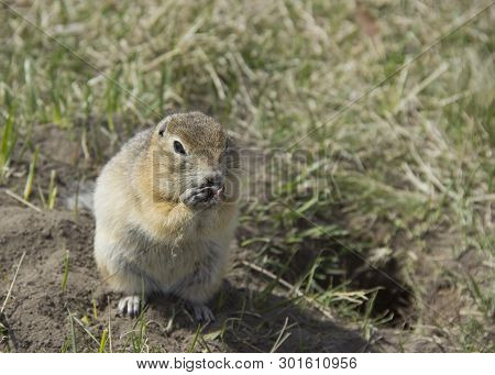 Gopher Genus  Rodents Of The Squirrel Family. The Gopher Eats The Seeds.