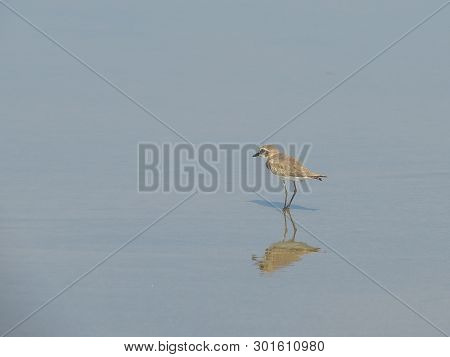 The Bird Sand Plover Stands In The Water On The Beach Of Morjim In Northern Goa.india