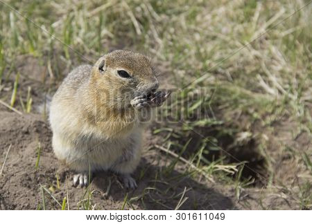 Gopher Genus  Rodents Of The Squirrel Family. The Gopher Eats The Seeds.