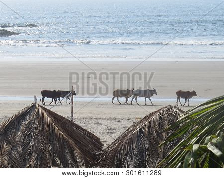Indian Cows Zebu Walk Along The Shore Of Morjim In Northem Goa, India