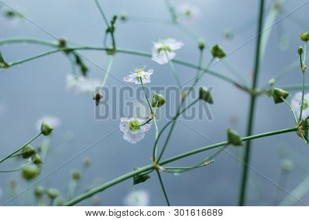 The Small White Flowers Of The Water Plantain, Or Alisma On A Blue Background. The Suns Rays Fall On