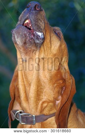 Tan Bloodhound With Nose In The Air Howling