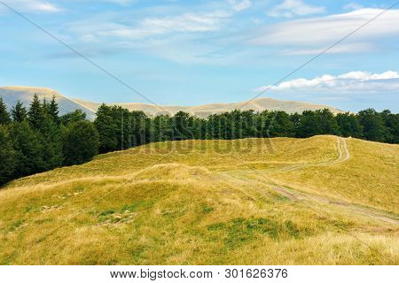Carpathian Sub Alpine Meadows In August. Beautiful Mountain Landscape. Road Winding In To The Distan