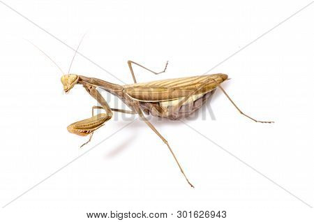 Wandering Violin Mantis, Gongylus Gongylodes, In Front Of White Background