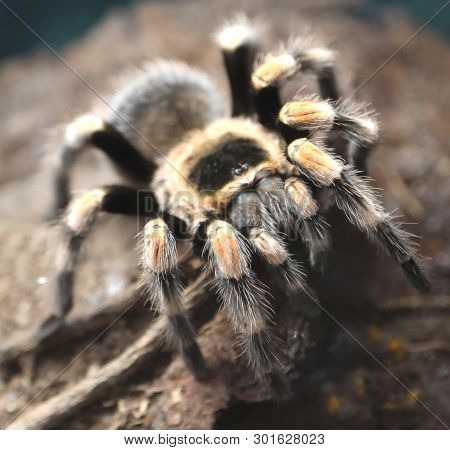 Giant Poisonous Hairy Spider Photographed Closely In The Amazon Rainforest