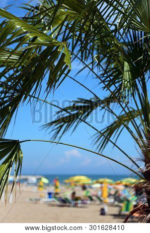 Palm Tree On The Beach Of A Tourist Village In A Caribbean Country