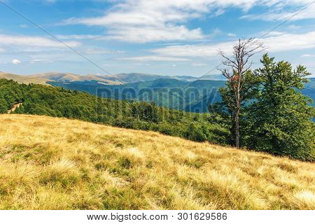 Carpathian Sub Alpine Meadows In August. Beautiful Mountain Landscape. Primeval Beech Forest On The 