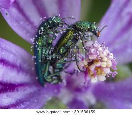 Oedemera Sp. Couple Making Love At Bed Of Pollen