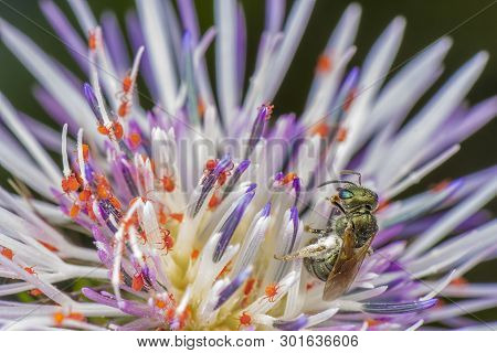 Massive Infestation Of Very Little Red Spiders With Bee Watching The Scene