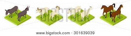 Isometric Hoofed Cattle. Dunkey, Horse, Ram And Goat 3d Vector Collection. Illustration Of Cattle An