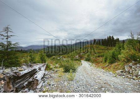 A Logging Road Through A Remote Clear-cut